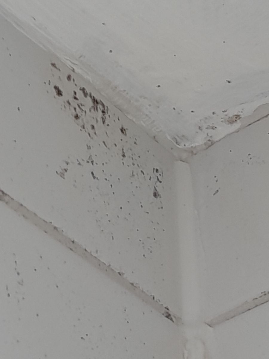 Mould evident in shower before cleaning